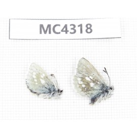 Albulina orbitula. China, Qinghai, Haibei, Menyuan county. 2M. MC4318.