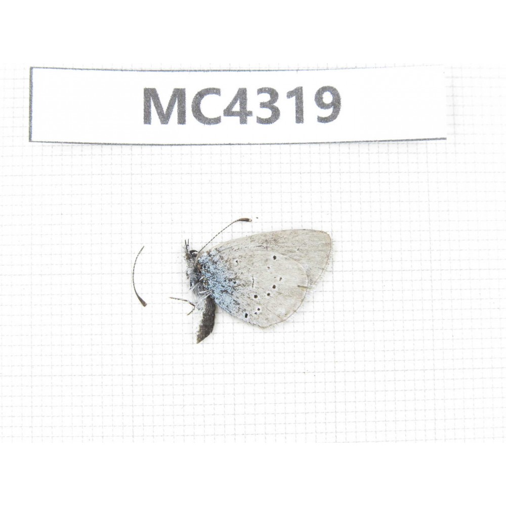 Glaucopsyche lycormas. China, Qinghai, Haibei, Menyuan county. 1M. MC4319.