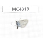 Glaucopsyche lycormas. China, Qinghai, Haibei, Menyuan county. 1M. MC4319.