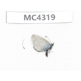 Glaucopsyche lycormas. China, Qinghai, Haibei, Menyuan county. 1M. MC4319.