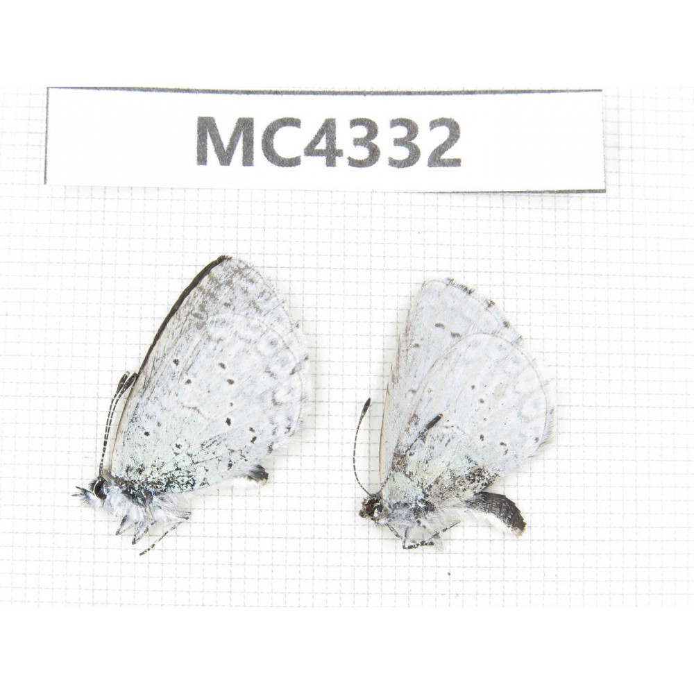 Celastrina sp. China, Tibet, Qamdo area, W of Jiangda county. 2M. MC4332.