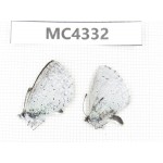 Celastrina sp. China, Tibet, Qamdo area, W of Jiangda county. 2M. MC4332.