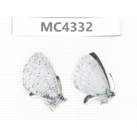 Celastrina sp. China, Tibet, Qamdo area, W of Jiangda county. 2M. MC4332.