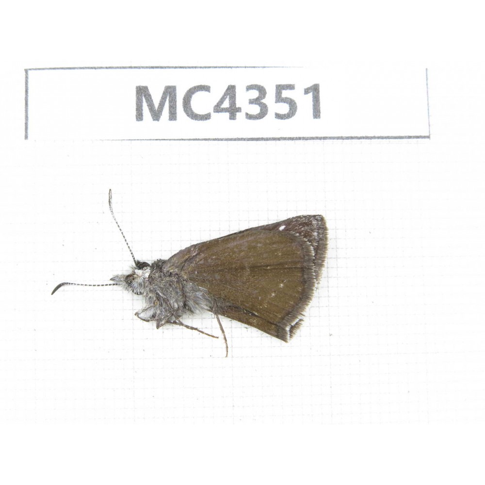Erynnis pelias. China, Tibet, Qamdo area, N of Qamdo. 1M. MC4351.