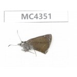 Erynnis pelias. China, Tibet, Qamdo area, N of Qamdo. 1M. MC4351.