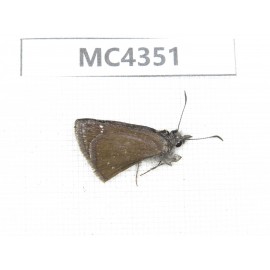 Erynnis pelias. China, Tibet, Qamdo area, N of Qamdo. 1M. MC4351.
