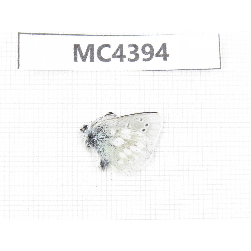 Albulina orbitula. China, W of Sichuan, Ganzi area, Kangding. 1M. MC4394.