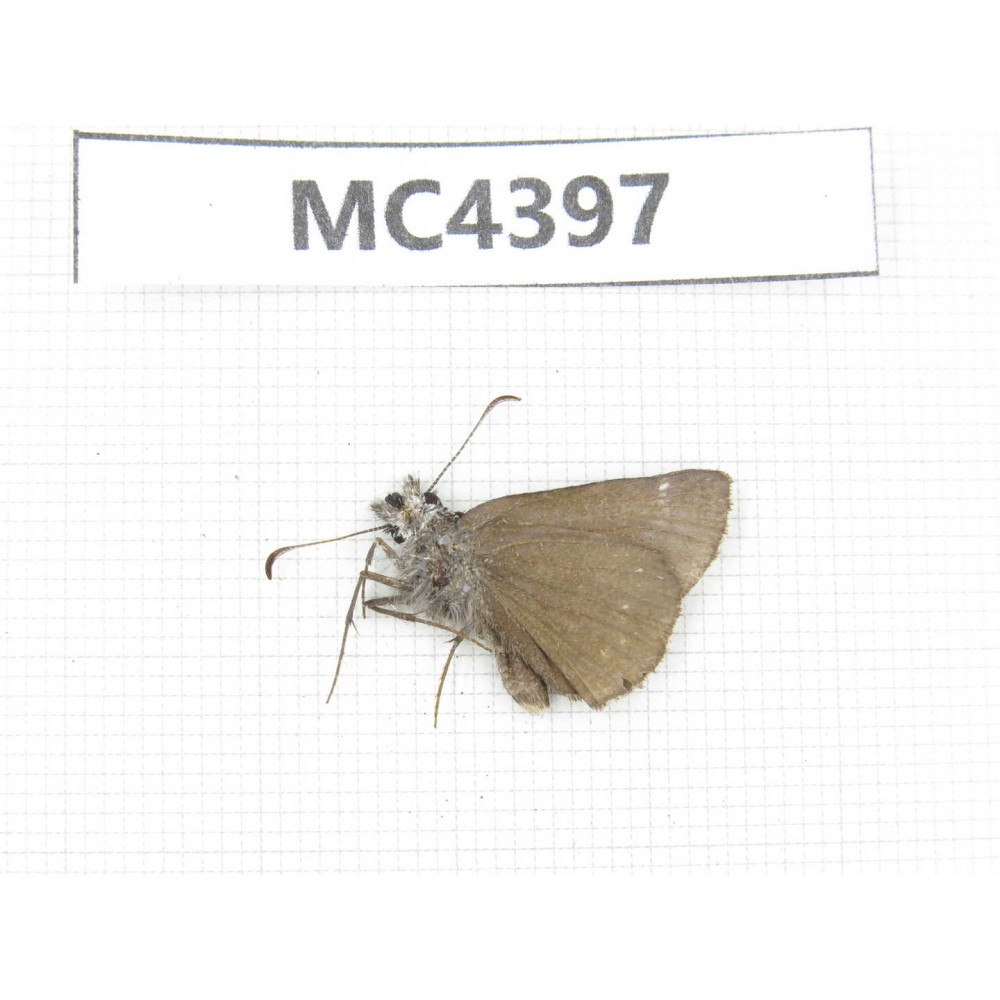Erynnis pelias. China, W of Sichuan, Ganzi area, Kangding. 1M. MC4397.