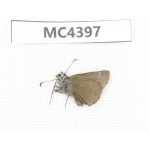 Erynnis pelias. China, W of Sichuan, Ganzi area, Kangding. 1M. MC4397.