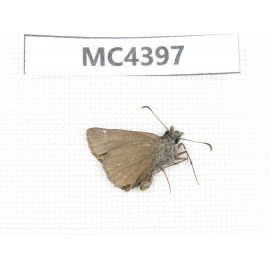 Erynnis pelias. China, W of Sichuan, Ganzi area, Kangding. 1M. MC4397.