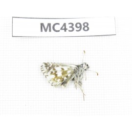 Pyrgus alveus. China, W of Sichuan, Ganzi area, Kangding. 1M. MC4398.