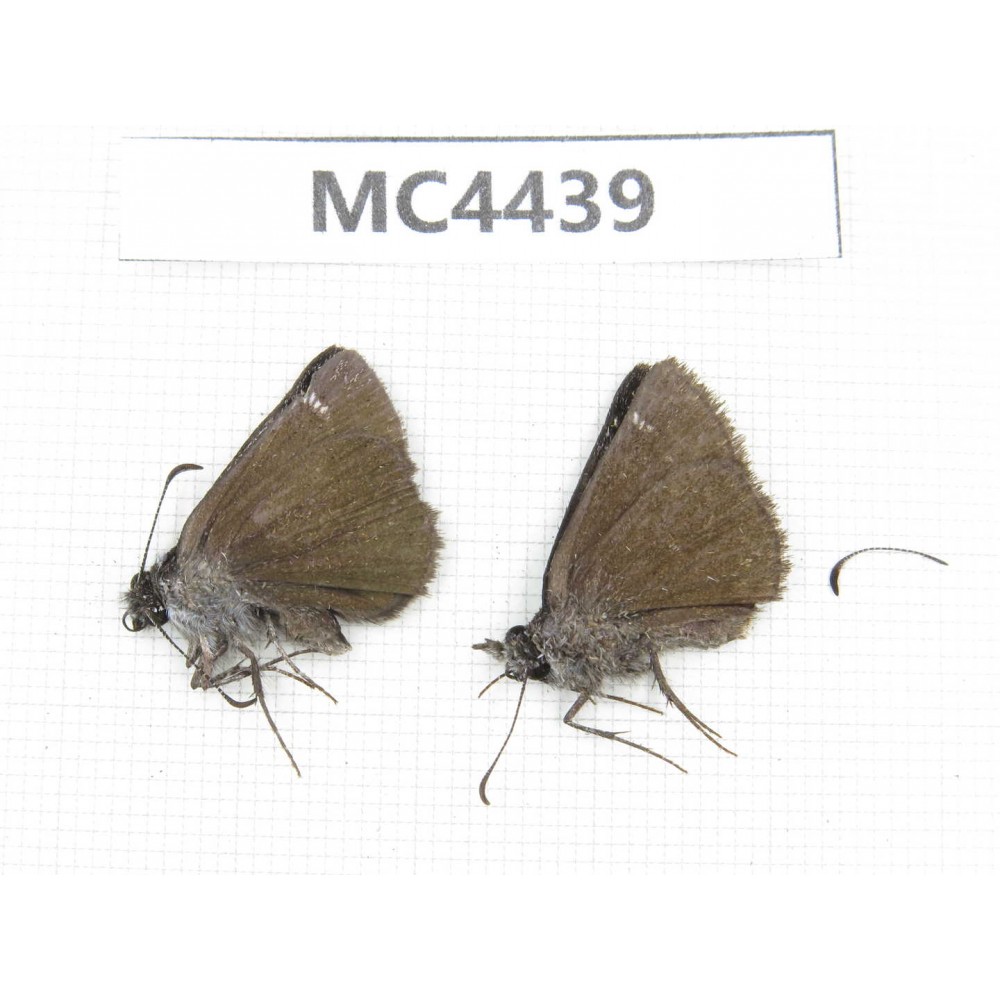 Erynnis pelias. China, W of Sichuan, Ganzi area, Derong county. 2F. MC4439.