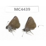 Erynnis pelias. China, W of Sichuan, Ganzi area, Derong county. 2F. MC4439.