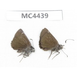 Erynnis pelias. China, W of Sichuan, Ganzi area, Derong county. 2F. MC4439.