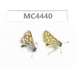 Potanthus flavus. China, W of Sichuan, Ganzi area, Derong county. 1P. MC4440.