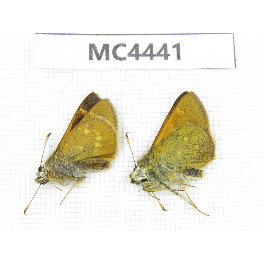 Thoressa sp. China, W of Sichuan, Ganzi area, Derong county. 1P. MC4441.