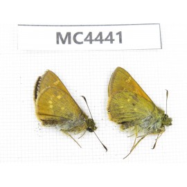Thoressa sp. China, W of Sichuan, Ganzi area, Derong county. 1P. MC4441.