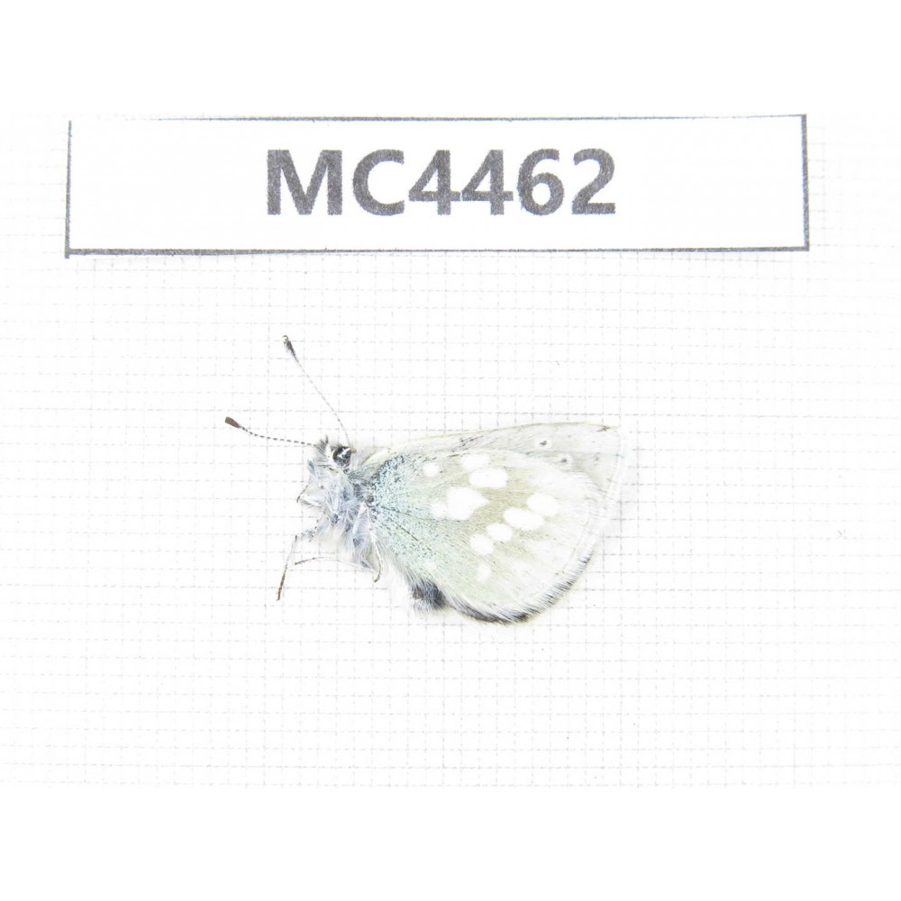 Albulina orbitula. China, W of Sichuan, Ganzi area, Luhuo county. 1M. MC4462.
