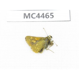 Thoressa sp. China, W of Sichuan, Ganzi area, Luhuo county. 1M. MC4465.