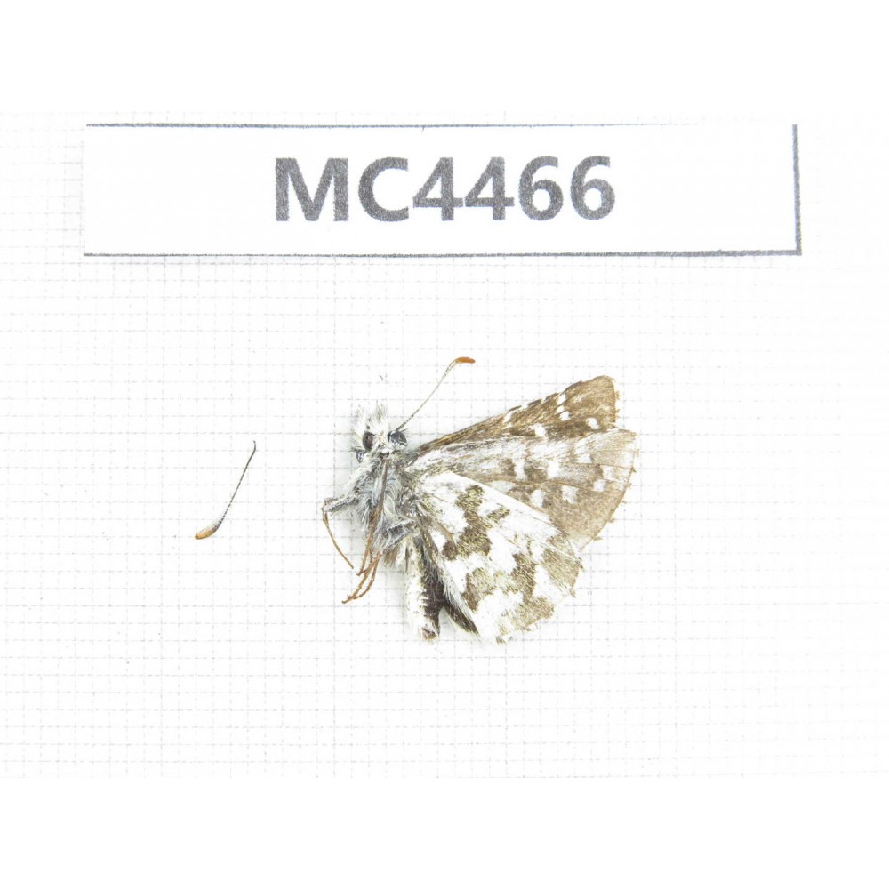 Pyrgus alveus. China, W of Sichuan, Ganzi area, Luhuo county. 1M. MC4466.