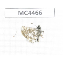 Pyrgus alveus. China, W of Sichuan, Ganzi area, Luhuo county. 1M. MC4466.