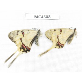 Sericinus montelus ssp. China, InnerMongolia, Hulunbeier, Mt.Daxinganling.2M. MC4508.