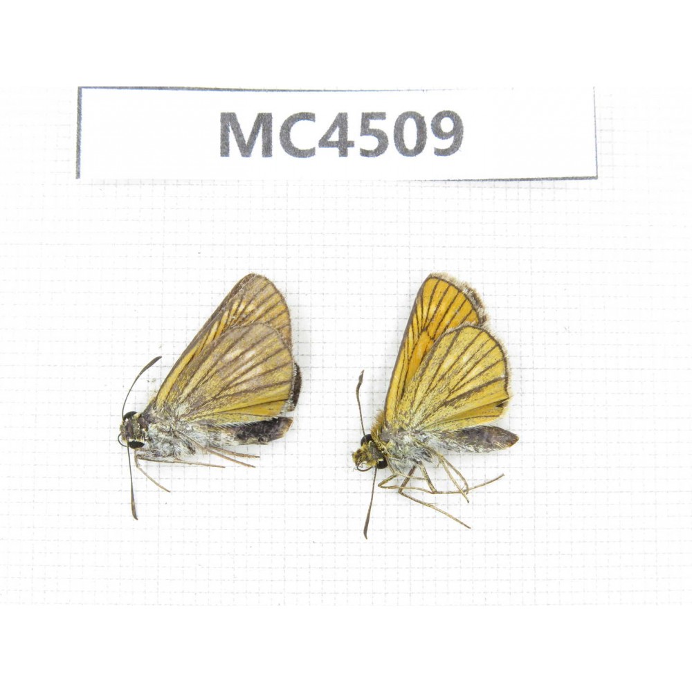 Thymelicus sylvaticus. China, InnerMongolia, Hulunbeier, Mt.Daxinganling. 2M. MC4509.