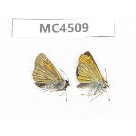 Thymelicus sylvaticus. China, InnerMongolia, Hulunbeier, Mt.Daxinganling. 2M. MC4509.