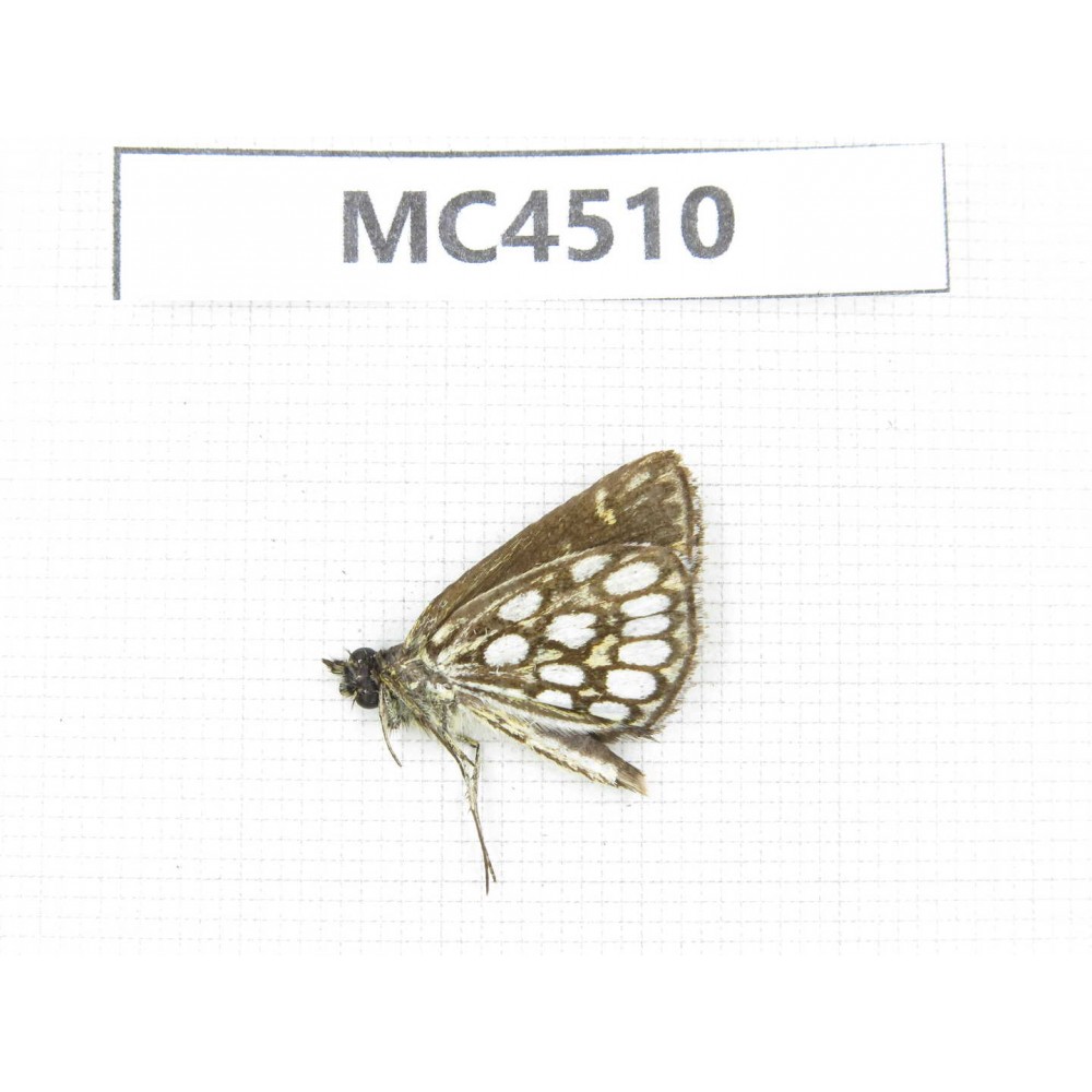 Heteropterus morpheus. China, InnerMongolia, Hulunbeier, Mt.Daxinganling. 1M. MC4510.
