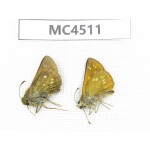 Thymelicus sp. China, InnerMongolia, Hulunbeier, Mt.Daxinganling. 2M. MC4511.
