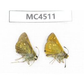 Thymelicus sp. China, InnerMongolia, Hulunbeier, Mt.Daxinganling. 2M. MC4511.
