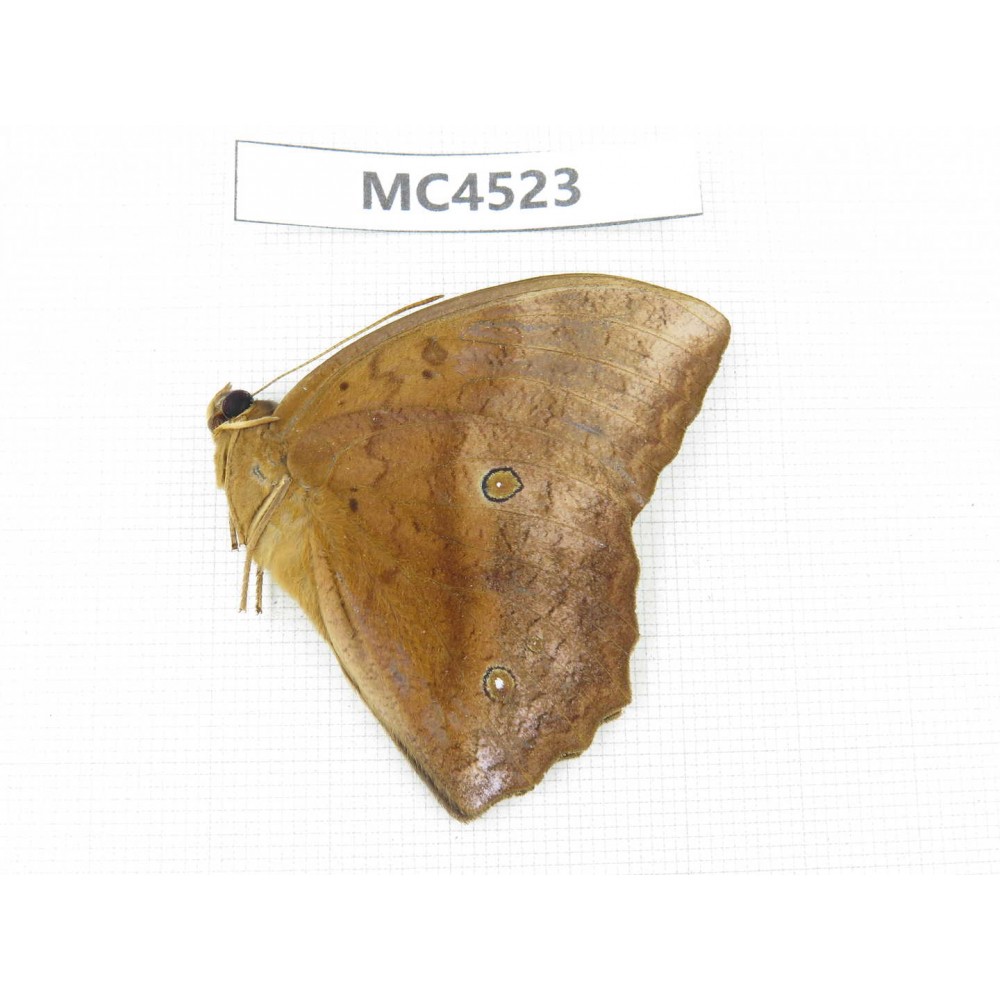 Discophora sondaica. China, Guangxi, Guilin. 1M. MC4523.