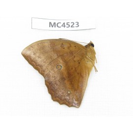 Discophora sondaica. China, Guangxi, Guilin. 1M. MC4523.