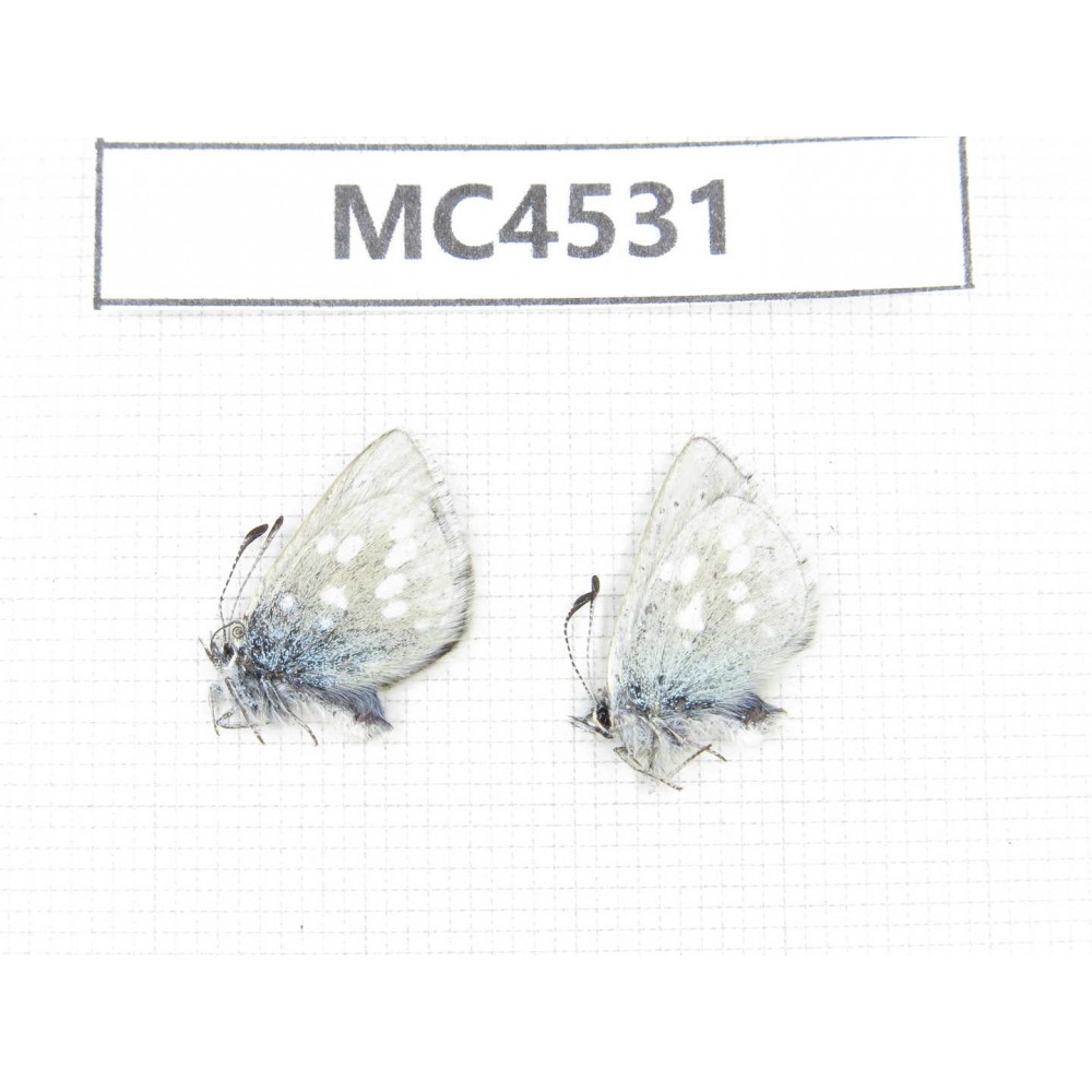 Albulina orbitula. China, Sichuan, Ganzi area, Shiqu county. 2M. MC4531.