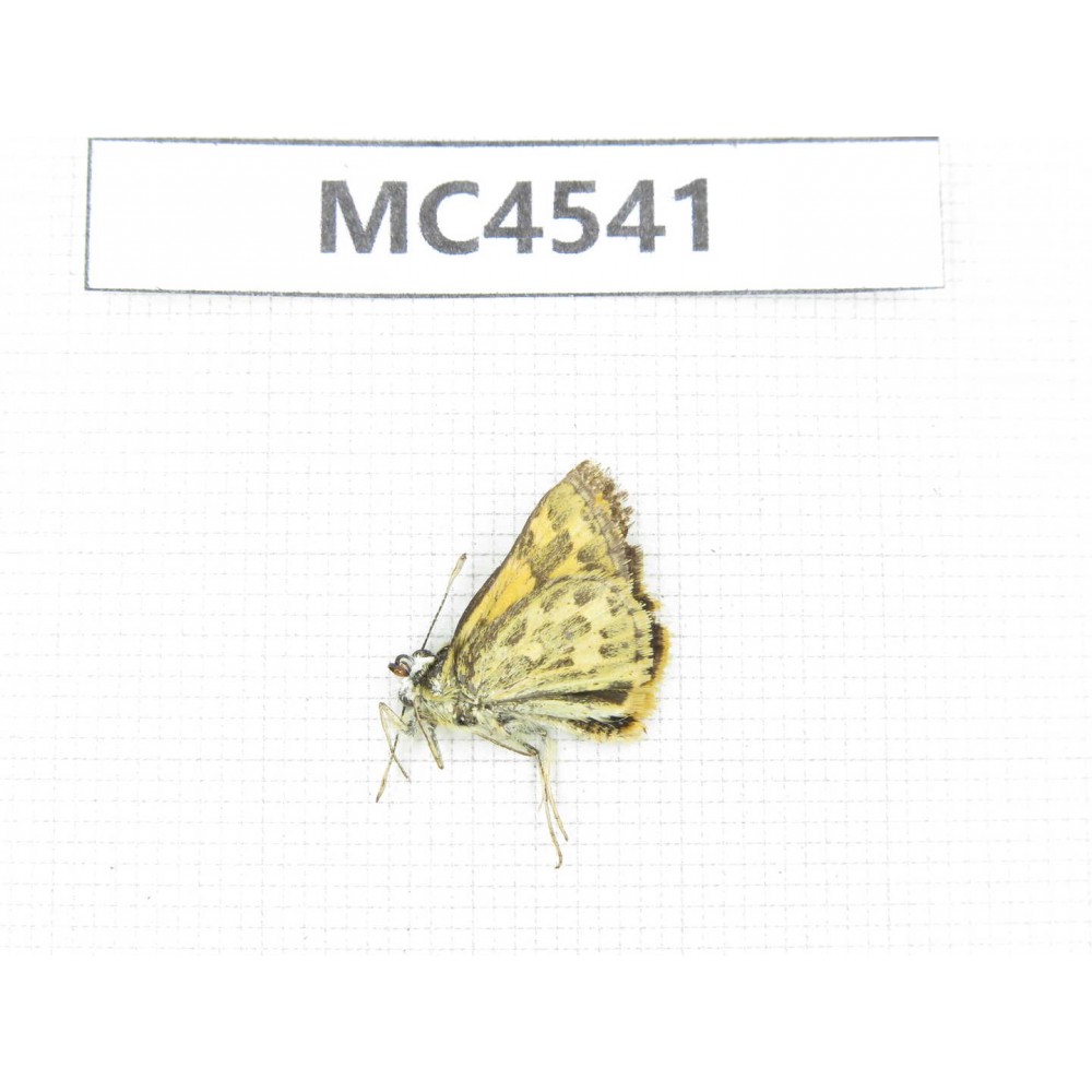 Potanthus flavus. China, W of Sichuan, Batang county (Tibet border). 1M. MC4541.