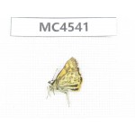 Potanthus flavus. China, W of Sichuan, Batang county (Tibet border). 1M. MC4541.