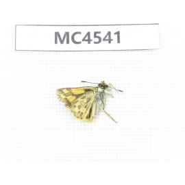 Potanthus flavus. China, W of Sichuan, Batang county (Tibet border). 1M. MC4541.