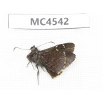 Lobocla simplex. China, W of Sichuan, Batang county (Tibet border). 1M. MC4542.