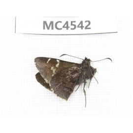 Lobocla simplex. China, W of Sichuan, Batang county (Tibet border). 1M. MC4542.