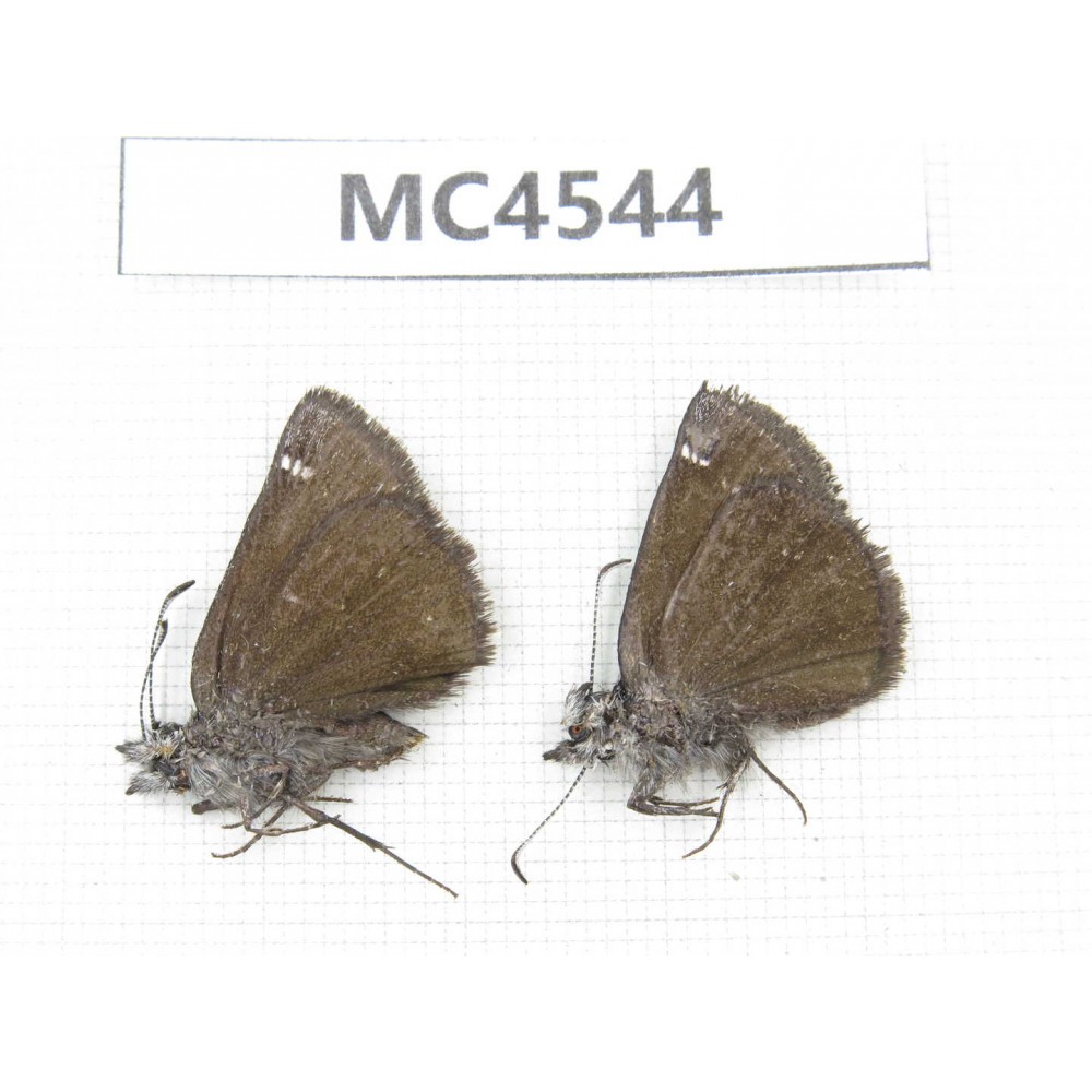 Erynnis pelias. China, W of Sichuan, Batang county (Tibet border). 2M. MC4544.