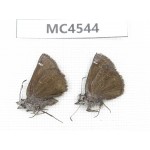 Erynnis pelias. China, W of Sichuan, Batang county (Tibet border). 2M. MC4544.