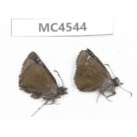 Erynnis pelias. China, W of Sichuan, Batang county (Tibet border). 2M. MC4544.