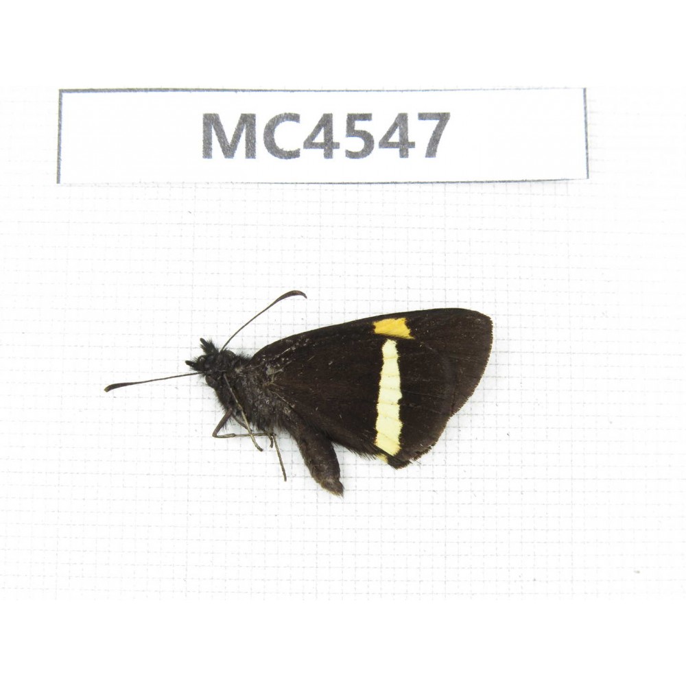 Barca bicolor. China, Yunnan, Xiangerila, Mt.Meilixueshan. 1M. MC4547.