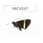 Barca bicolor. China, Yunnan, Xiangerila, Mt.Meilixueshan. 1M. MC4547.