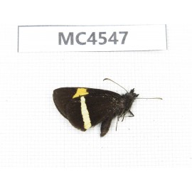Barca bicolor. China, Yunnan, Xiangerila, Mt.Meilixueshan. 1M. MC4547.
