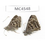 Lobocla germana. China, Yunnan, Xiangerila, Mt.Meilixueshan. 2M. MC4548.