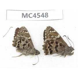 Lobocla germana. China, Yunnan, Xiangerila, Mt.Meilixueshan. 2M. MC4548.