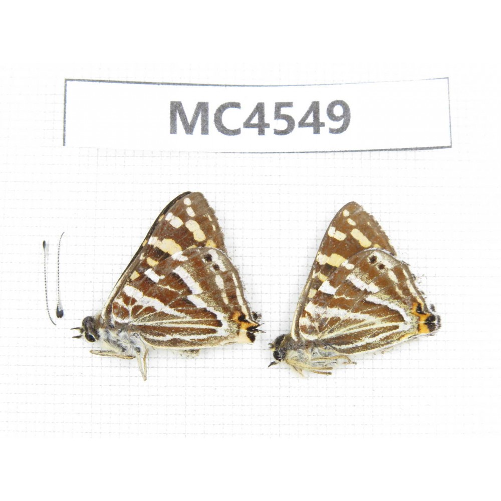 Dodona durga. China, Yunnan, Xiangerila, Mt.Meilixueshan. 2M. MC4549.