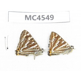 Dodona durga. China, Yunnan, Xiangerila, Mt.Meilixueshan. 2M. MC4549.