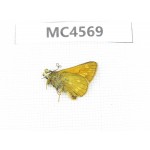 Thymelicus sylvaticus. China, Gansu, Lanzhou, Yuzhong county, Mt.Xinglongshan. 1M. MC4569.